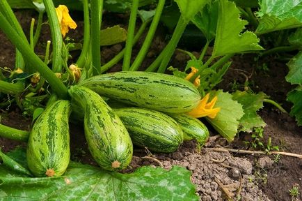 Care este diferența dintre dovlecei de dovlecel și care este diferența dintre legume, diferențe cheie, fotografie