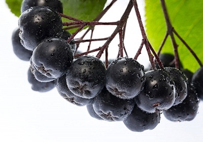 Chokeberry ashberry compoziție, proprietăți utile și tratament (rețete populare)