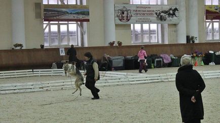 Chindogu - școală de formare pentru câini