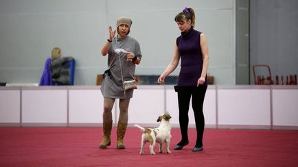 Chindogu - școală de formare pentru câini