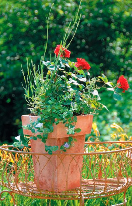 Читати троянди в дизайні вашого саду - Тадеуш юлія евгеньевна - сторінка 4