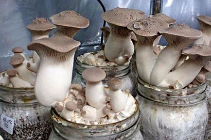 Ce trebuie să știți înainte de a începe să creșteți ciupercile
