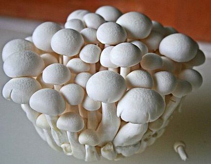 Ce trebuie să știți înainte de a începe să creșteți ciupercile