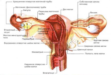 Ce este endometrioza corpului uterului și cum este periculos pentru endometrioza retroservică și difuză