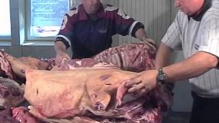 Cicicercoza (inflamația) cauzelor și tratamentul porcilor