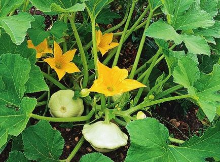 Zucchini în creștere și grooming