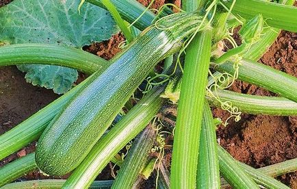 Zucchini în creștere și grooming