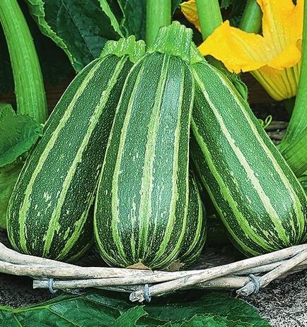 Zucchini în creștere și grooming