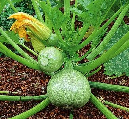 Zucchini în creștere și grooming