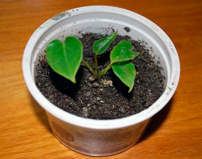 Anthurium virág tippeket ellátás és tenyésztés