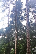 Dachnye hegymászók tanácsot tamarind kill (gyilkos) Faház hegymászók azt tanácsolják, hogy megöli harkályok