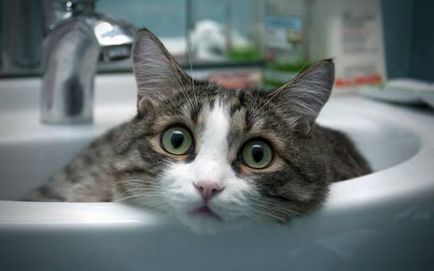 Gelul săpun ajută la scăderea puricilor în pisici