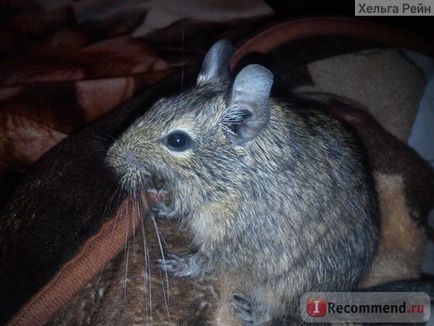 Degu - 