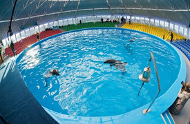 Dolphinarium 