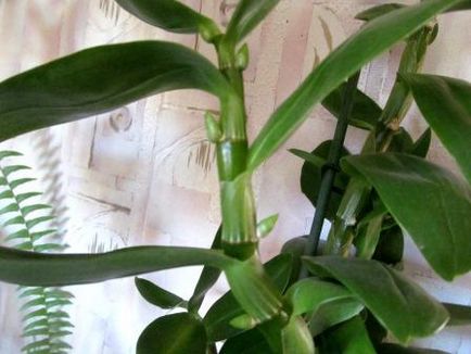 Dendrobium - îngrijire, cultivare și reproducere acasă