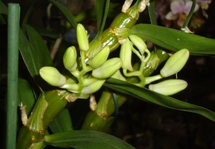 Dendrobium - îngrijire, cultivare și reproducere acasă