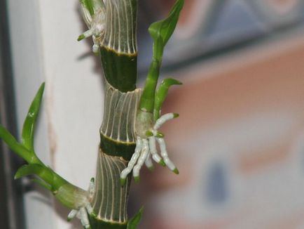 Dendrobium - Care, tenyésztési és szaporítási az otthoni