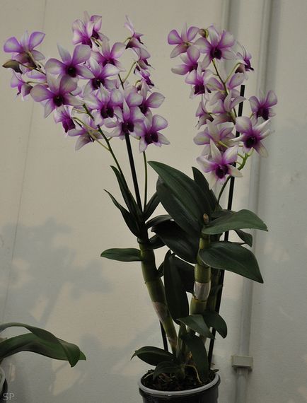 Dendrobium - specie, îngrijire, reproducere, greenhome