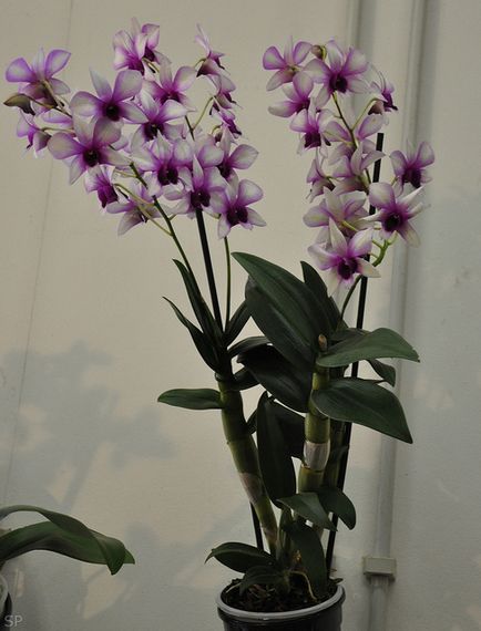 Dendrobium - típusok, gondozás, tenyésztés, Greenhome