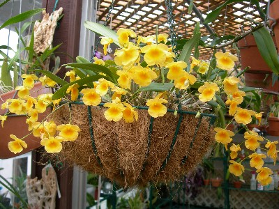 Dendrobium - típusok, gondozás, tenyésztés, Greenhome