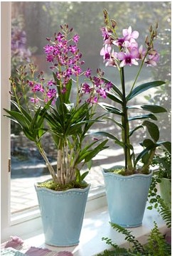 Dendrobium - specie, îngrijire, reproducere, greenhome