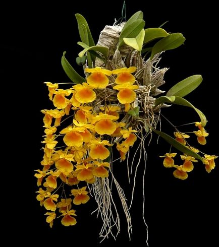 Dendrobium - típusok, gondozás, tenyésztés, Greenhome