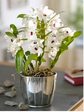 Dendrobium - specie, îngrijire, reproducere, greenhome