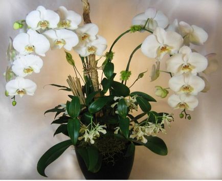 Dendrobium - specie, îngrijire, reproducere, greenhome