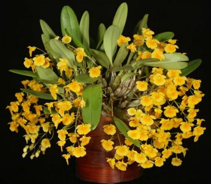 Dendrobium - típusok, gondozás, tenyésztés, Greenhome