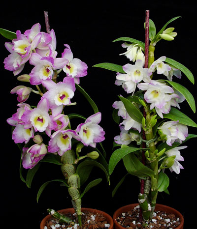 Dendrobium - típusok, gondozás, tenyésztés, Greenhome