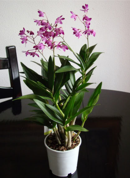 Dendrobium - típusok, gondozás, tenyésztés, Greenhome