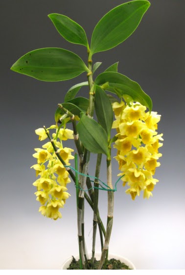 Dendrobium - specie, îngrijire, reproducere, greenhome