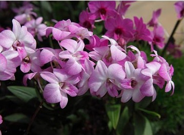 Dendrobium - típusok, gondozás, tenyésztés, Greenhome