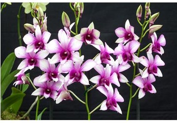 Dendrobium - típusok, gondozás, tenyésztés, Greenhome