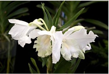 Dendrobium - specie, îngrijire, reproducere, greenhome