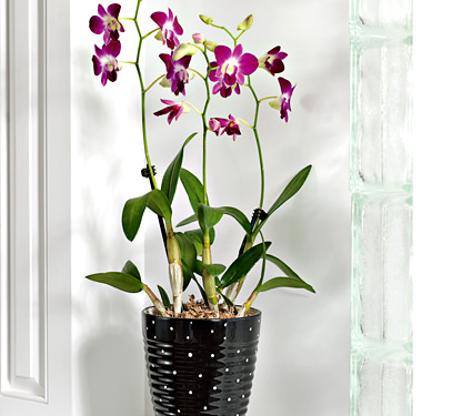 Dendrobium - specie, îngrijire, reproducere, greenhome