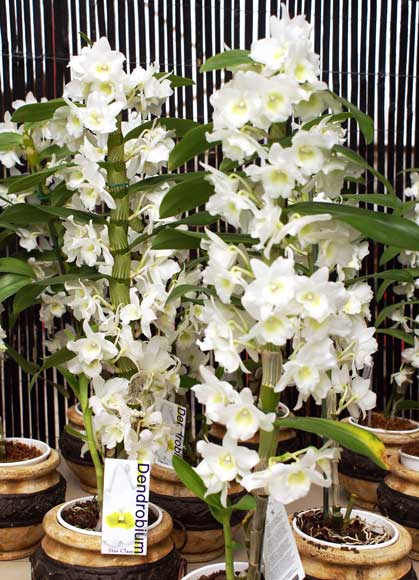 Dendrobium - specie, îngrijire, reproducere, greenhome