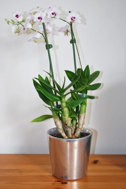 Dendrobium - specie, îngrijire, reproducere, greenhome