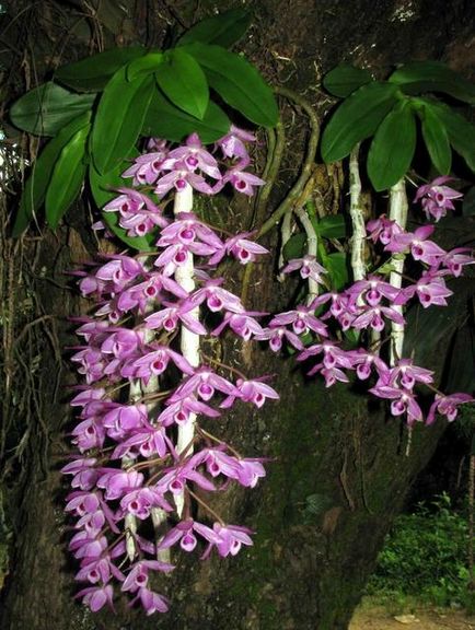 Dendrobium - típusok, gondozás, tenyésztés, Greenhome