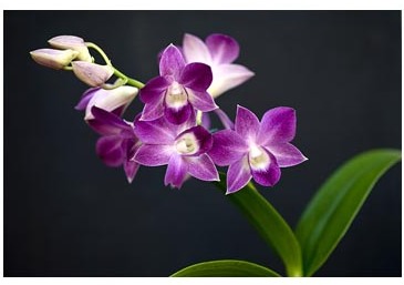 Dendrobium - specie, îngrijire, reproducere, greenhome