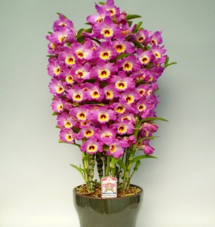 Dendrobium - specie, îngrijire, reproducere, greenhome