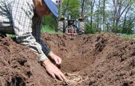 Для людовика xiv спаржу вирощували в теплиці