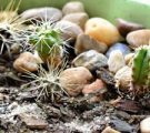Főoldal cleistocactus Strauss kilátást fotók, teret hagyva feltételek (cleistocactus) Főoldal cleistocactus Strauss kilátást fotók, így beltérben