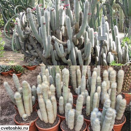 Főoldal cleistocactus Strauss kilátást fotók, zárt gondozás (ellátás) Főoldal cleistocactus Strauss kilátást fotók, így beltérben