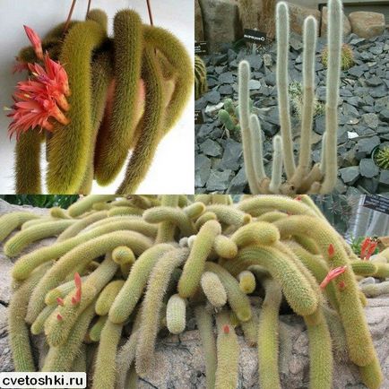 Homemade stick stick cactus tipuri de fotografii, îngrijire în condiții de cameră