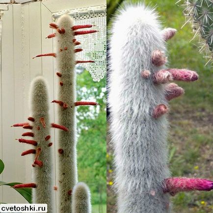 Homemade stick stick cactus tipuri de fotografii, îngrijire în condiții de cameră