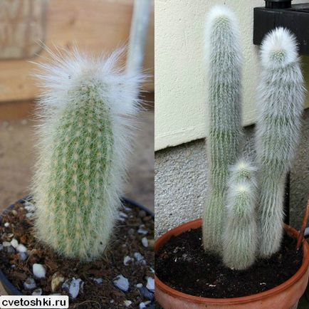 Homemade stick stick cactus tipuri de fotografii, îngrijire în condiții de cameră