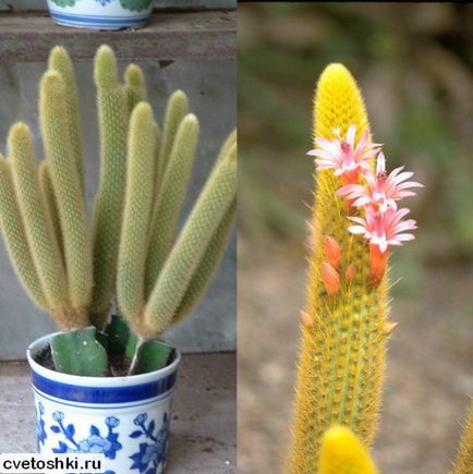 Homemade stick stick cactus tipuri de fotografii, îngrijire în condiții de cameră