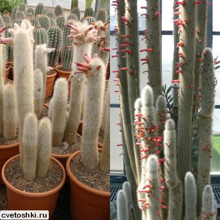 Homemade stick stick cactus tipuri de fotografii, îngrijire în condiții de cameră