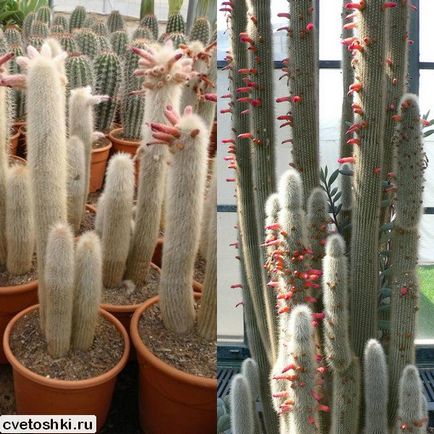 Főoldal cleistocactus Strauss kilátást fotók, teret hagyva feltételek (Strauss) Főoldal cleistocactus Strauss kilátást fotók, így beltérben
